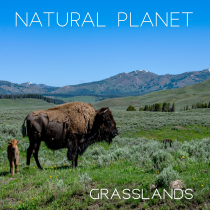 Natural Planet Grasslands
