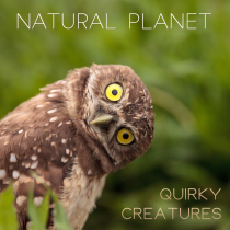 Natural Planet - Quirky Creatures