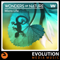 Wonders Of Nature, Micro Life