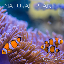 Natural Planet Coral