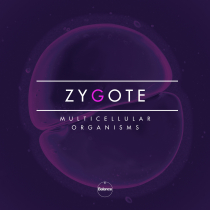 Zygote