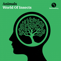 World Of Insects