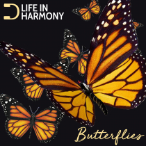 Life In Harmony Butterflies