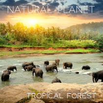 Natural Planet Tropical Forest