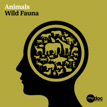 Animals Wild Fauna
