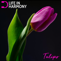 Life In Harmony Tulips