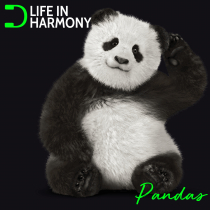 Life In Harmony, Pandas
