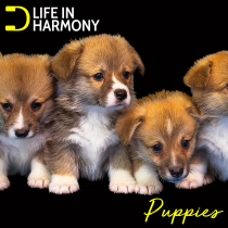 Life In Harmony Puppies