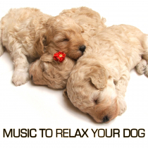 Music to Relax Your Dog