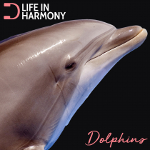 Life In Harmony, Dolphins